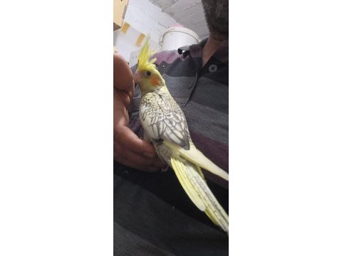1 haftalık yeme düşmüş yavru sultan papağanı