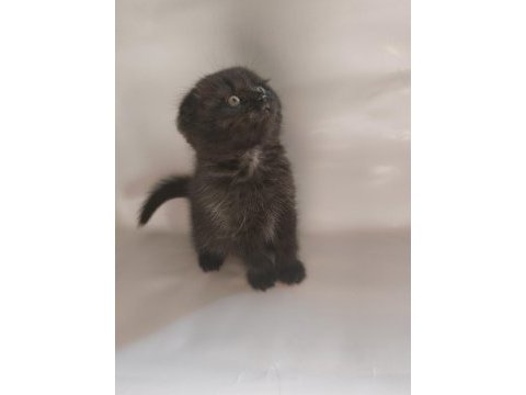 Oyuncu sevimli scottish fold yavrular