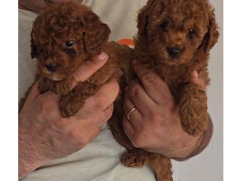 Mükemmel yüz güzelliğindeki toy poodle yavrularımız