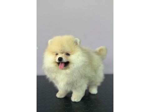 Gerçek ırk garantili pomeranian