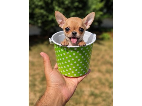 Wc eğitimli gold chihuahua yavru