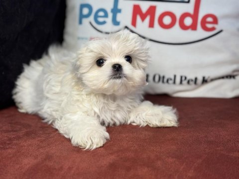 Kar beyaz 0 numara maltese terrier yavrularımız