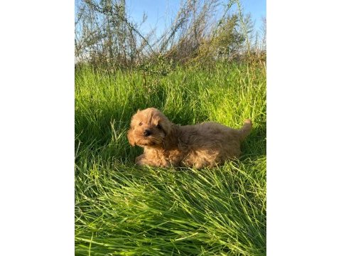 2 aylık toy poodle