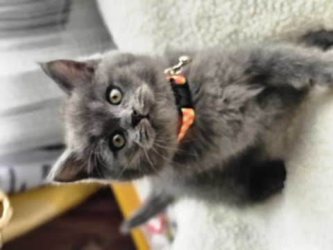British shorthair erkek yavru