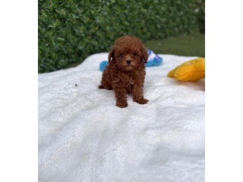 Aşılı pasaportlu mikroçipli toy poodle yavrularımız 