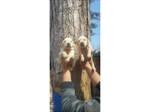 2 aylık golden retriever yavrularım
