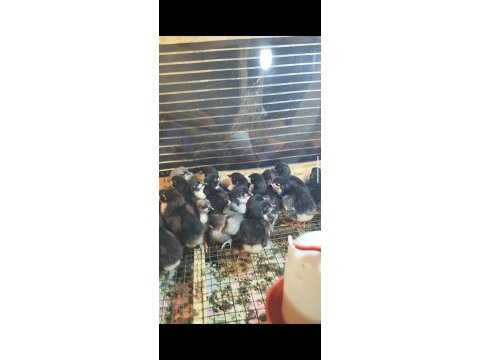 Alman uzun kuyruk astrolop