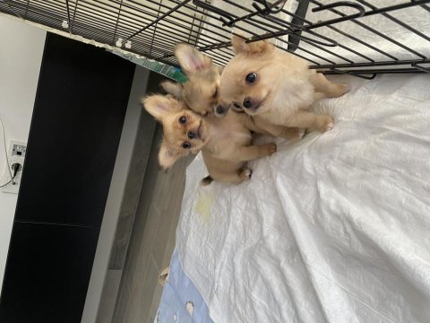2 dişi 1 erkek şivava bebek