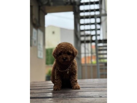 Kore kan poodle bebekler
