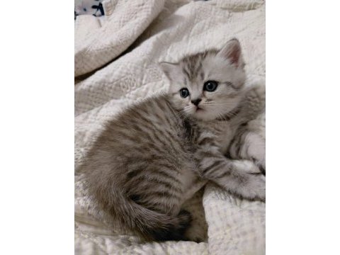 Safkan british shorthair