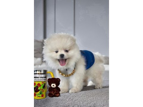 Antalya ırk ve sağlık garantili kar beyaz erkek pomeranian
