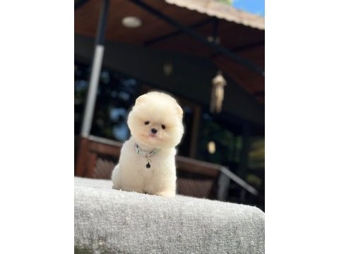 Yavru pomeranian boo köpeklerimiz