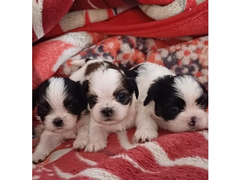 Sağlıklı mükemmel shih tzu yavrularımız
