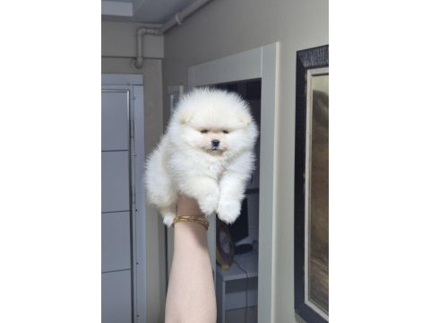 Mini boy küçük prenses pomeranian boo