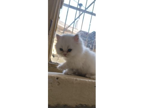 2.5 aylık british longhair yavrular yeni yuvasını bekliyor