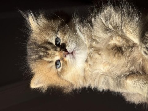 Golden british longhair