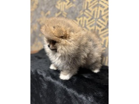 Sevimli pomeranian boo yavrularımız