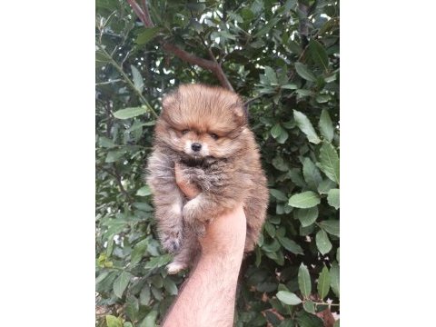 Minik tatlı pomeranian bebek