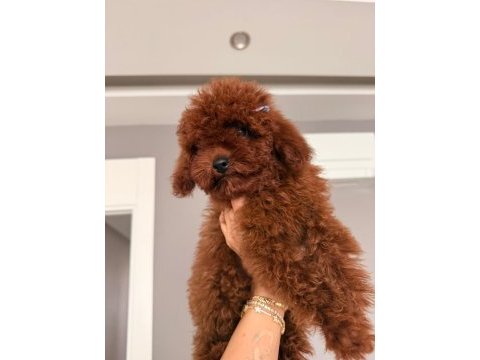 Safkan orjinal toy poodle teacup