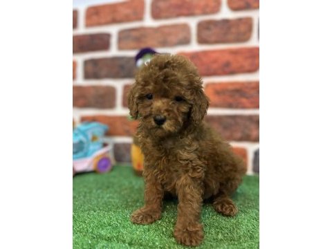 Altın kızlar yeni evlerine gitmeye hazır köpekler