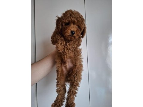 Yavru erkek toy poodle