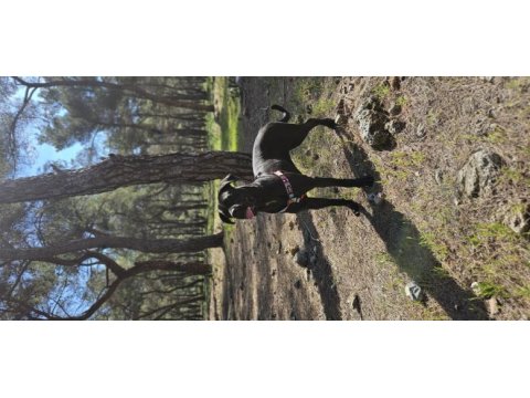 1 yaşında safkan cane corso