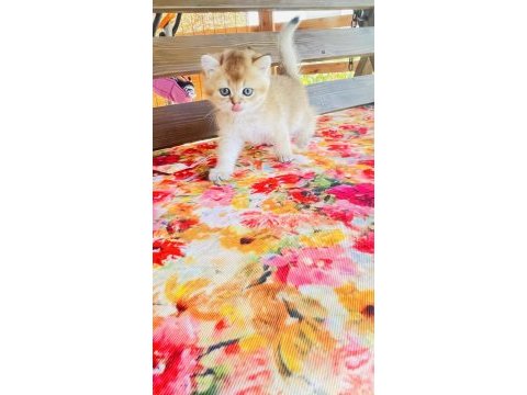 Nyv11 toparlak surat, mavi gözlü british shorthair