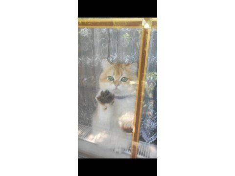 Oyuncu toparlak kafa saf kan ny12 british shorthair