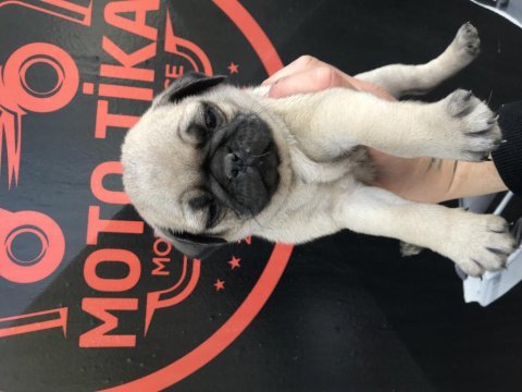 Üst düzey pug yavrularım mevcut iyisini beslemek isteyene