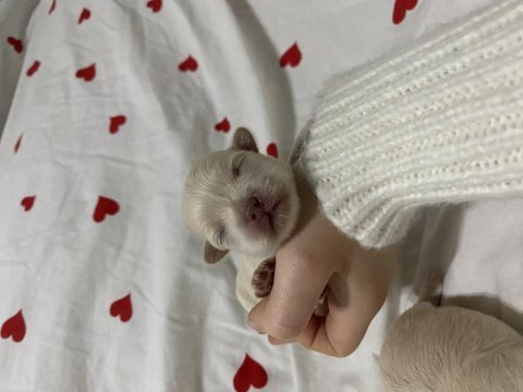 Çikolata ve beyaz şivava bebekler rezerve açık