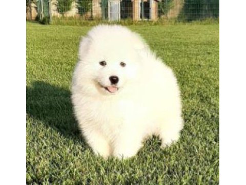 Elit patiler farkıyla samoyed yavrular