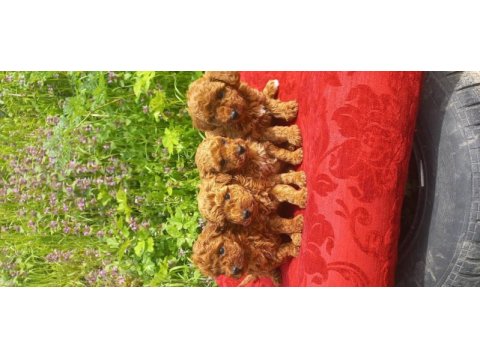 Bal böcekleri poodle köpekler