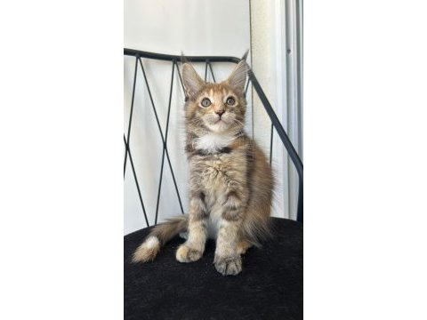 Black tortie güzeli ısabella maine coon