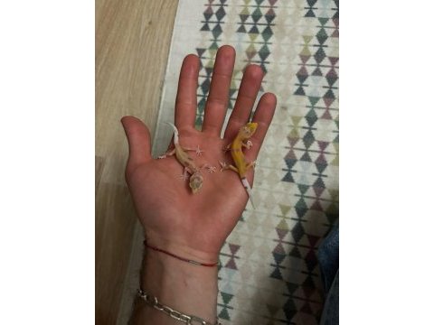 Morph garantili leopard gecko