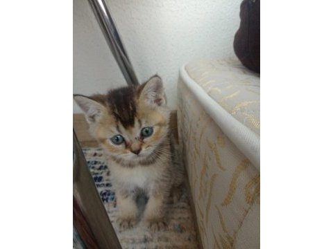 British shorthair yavrular