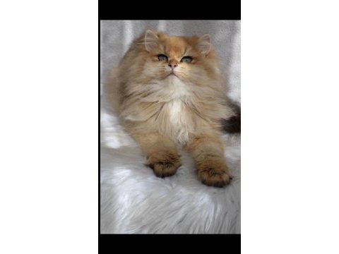 Safkan british longhair ny11 erkek
