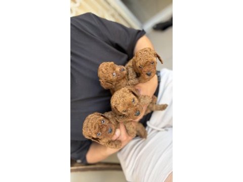 Poodle bebeklerimiz