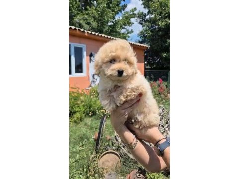 Sağlık ve ırk garantili maltipoo yavrumuz 