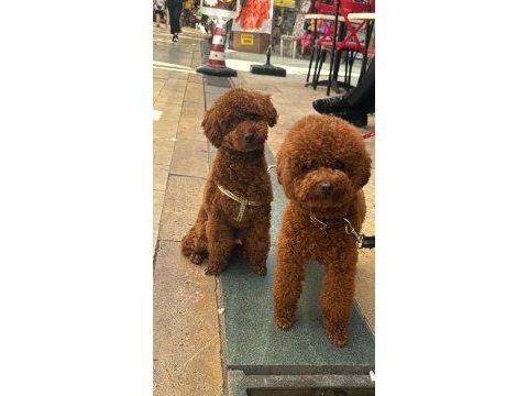 Resmi işletmeden kore toy poodle yavrular