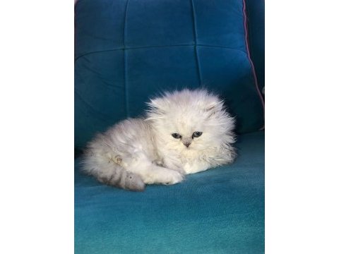 Kadi dünyası british shorthair