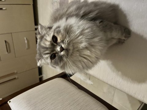 Safkan scottish fold