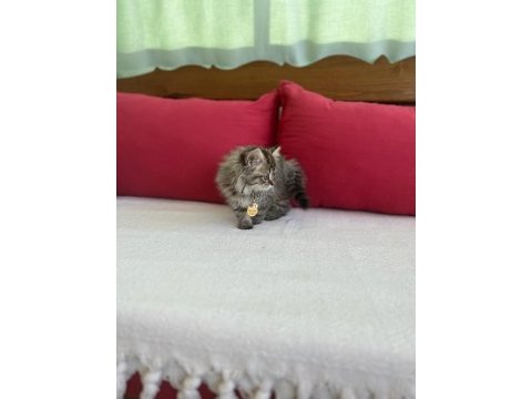 Dünya tatlısı british longhair