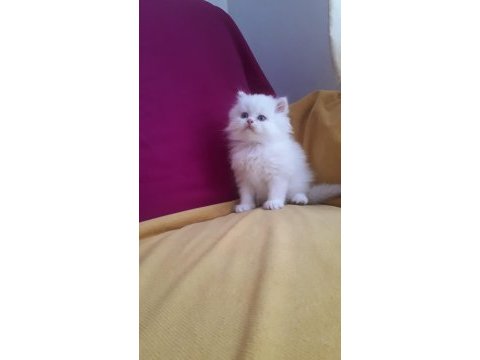 British longhair beyaz mavi gözlü