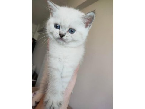 Lynx point british longhair yavrularımız