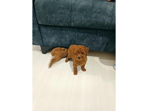 2 aylik erkek irk garantili poodle