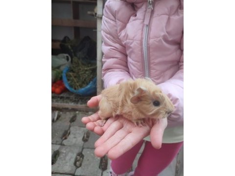 Peruvan yavrularım guinea pig