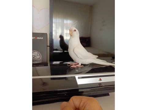 Full+full evcil albino kırmızı göz bebek sultan papağanı