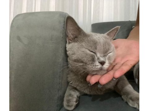 Hamile dişi british shorthair acil