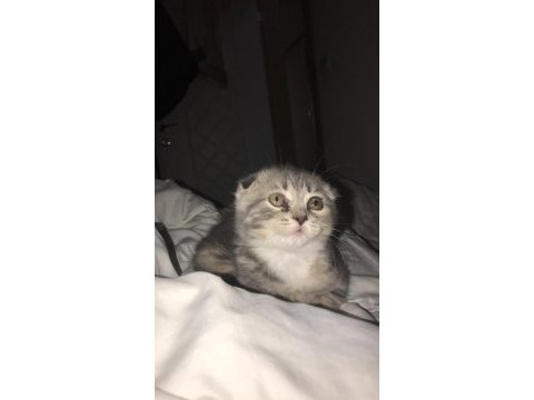 Scottish fold dişi kedi