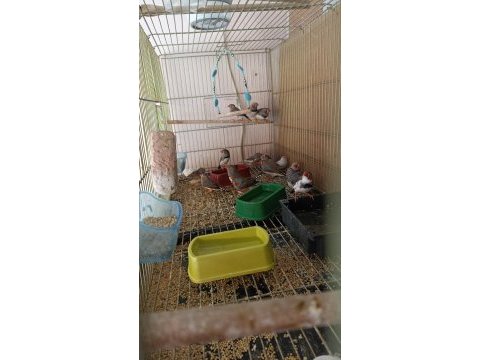 Zebra finch hint bülbülleri klasik ve mutasyon renklerde